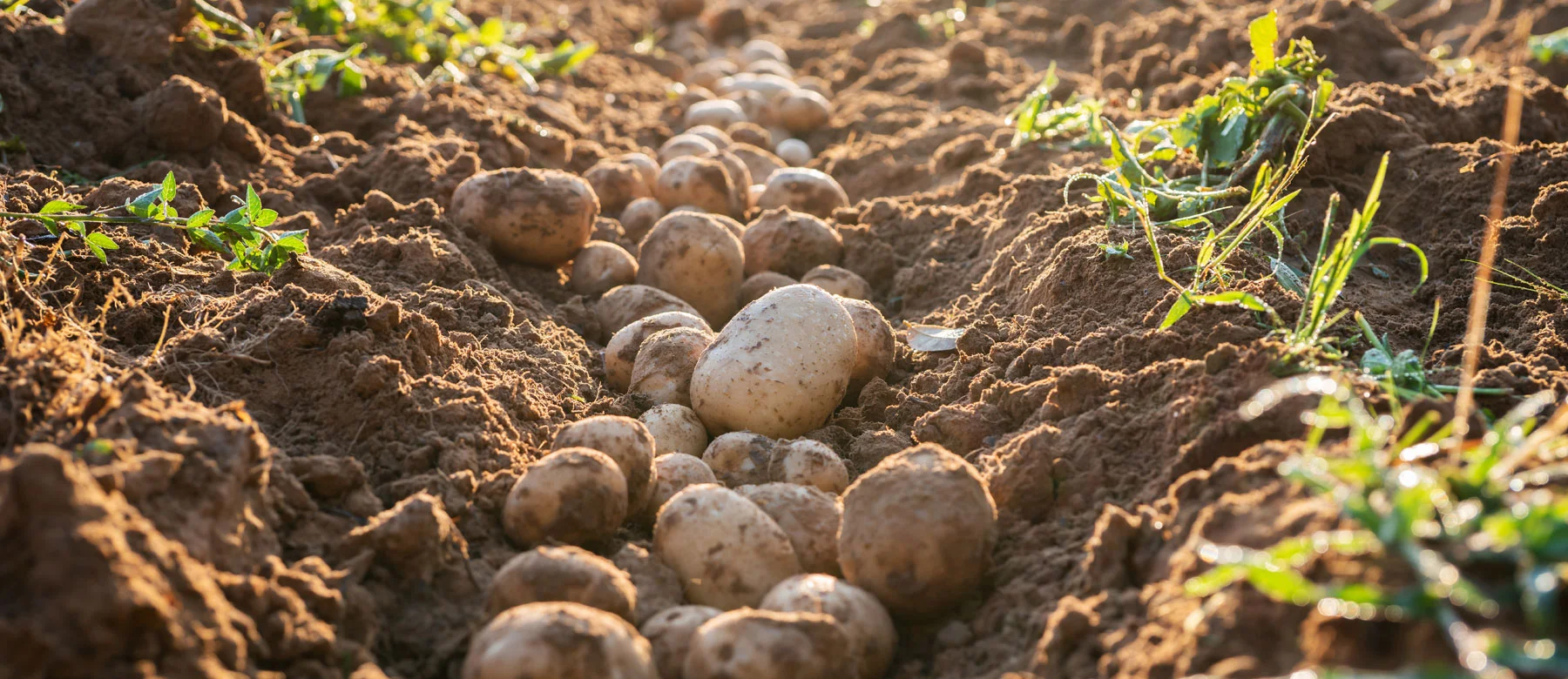 Oogst pootaardappelen in Noord-Holland — STAMAGRI