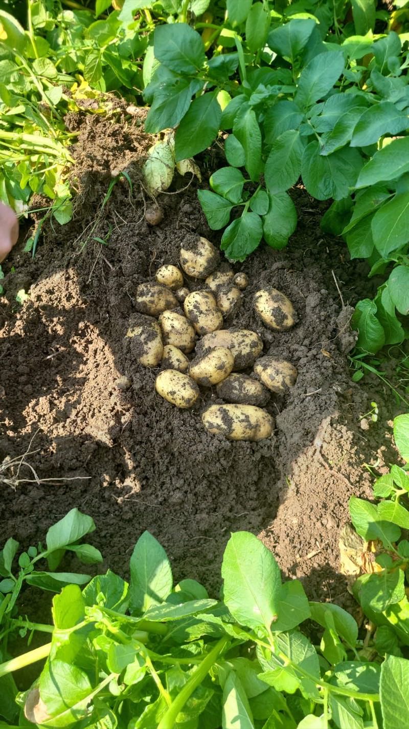 Obama pootaardappel oogst — knollen uit de grond, STAMAGRI BV