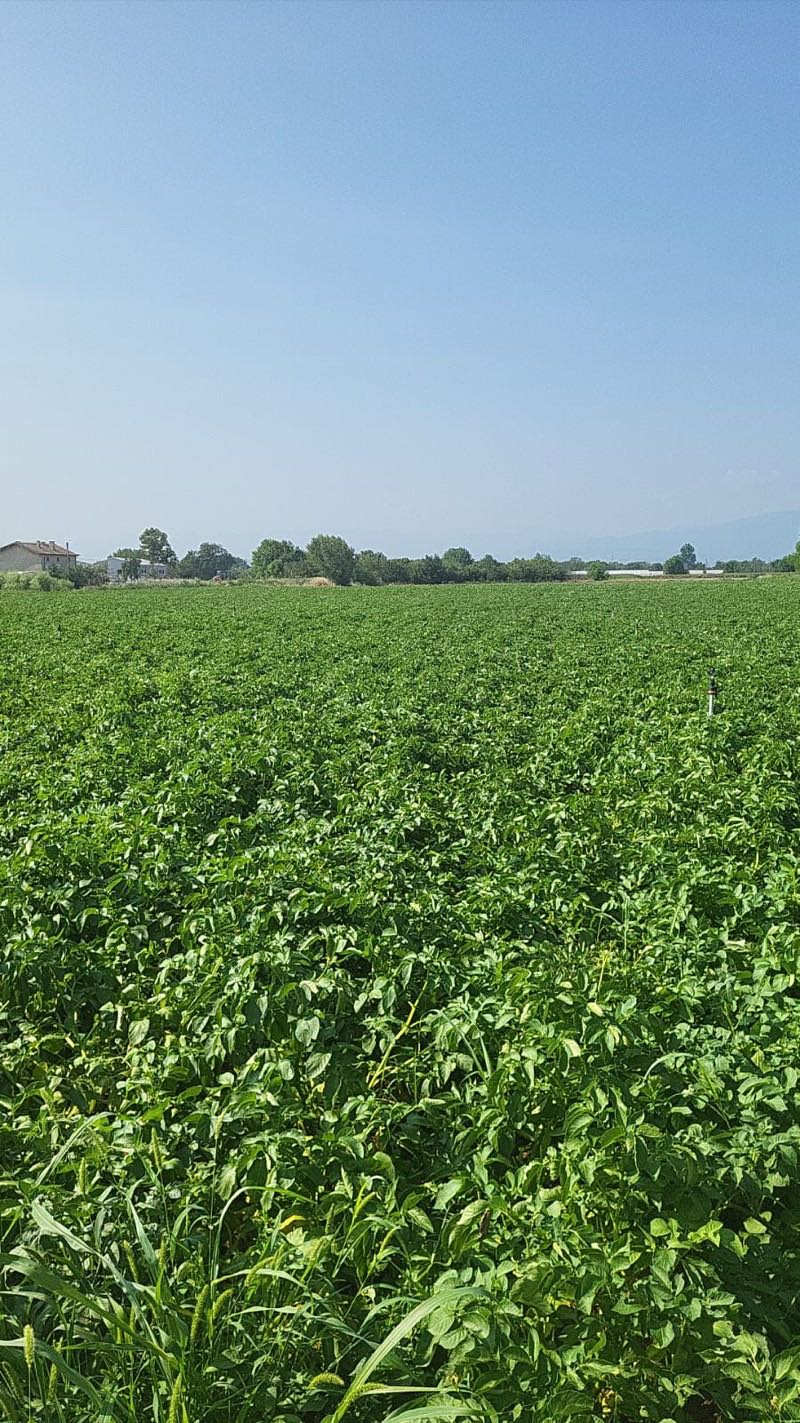 Obama pootaardappel veld in volle groei — STAMAGRI BV export