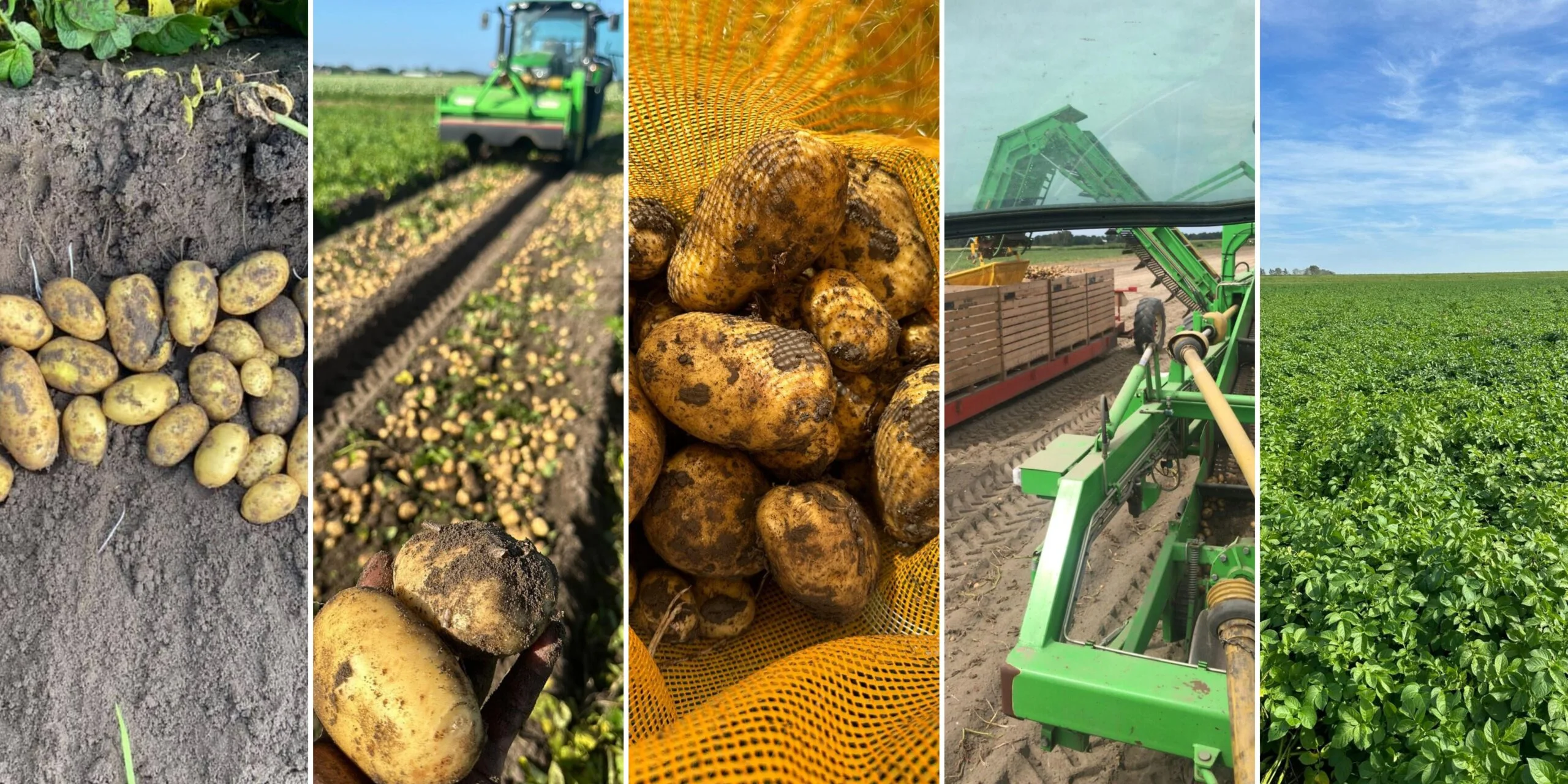 Pootaardappelen STAMAGRI — oogst en teelt Noord-Holland