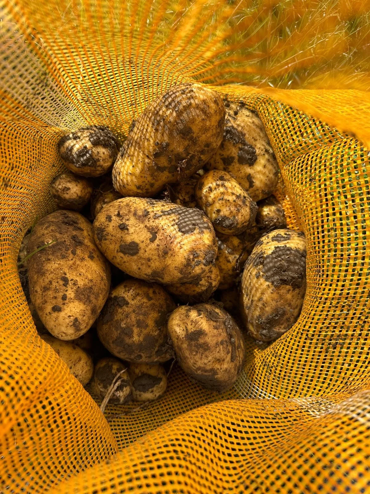 Stam Friet — verse friet van eigen teelt STAMAGRI